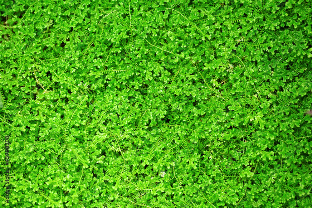 green leaf green leaf
