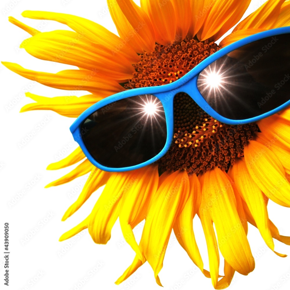 Sonnenblume mit Brille – Stock-Foto | Adobe Stock