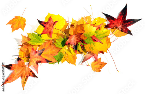 Herbst-Stimmung: Arrangement aus Herbstblättern