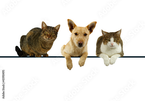 Fototapeta Naklejka Na Ścianę i Meble -  Dog and cats over a blank banner