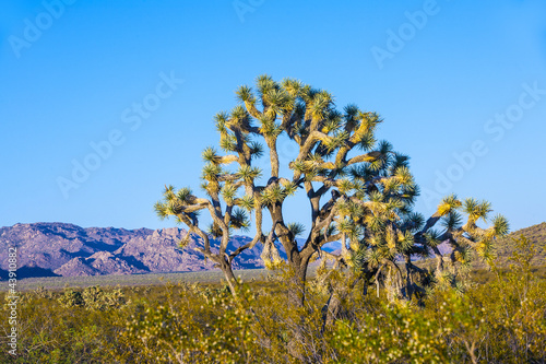 joshua tree in warm bright light photo