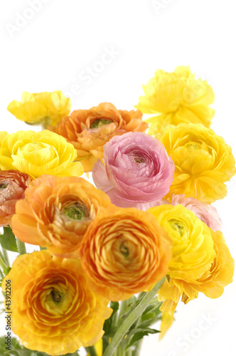 Bouquet of colorful Ranunculus flower