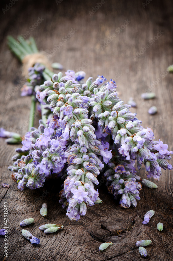 Fototapeta premium Bunch of fresh lavender