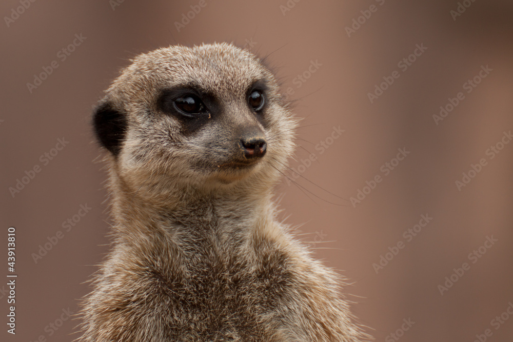 Erdmännchen Erdmännchen