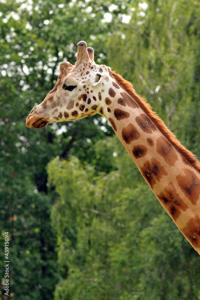 Naklejka premium girafe