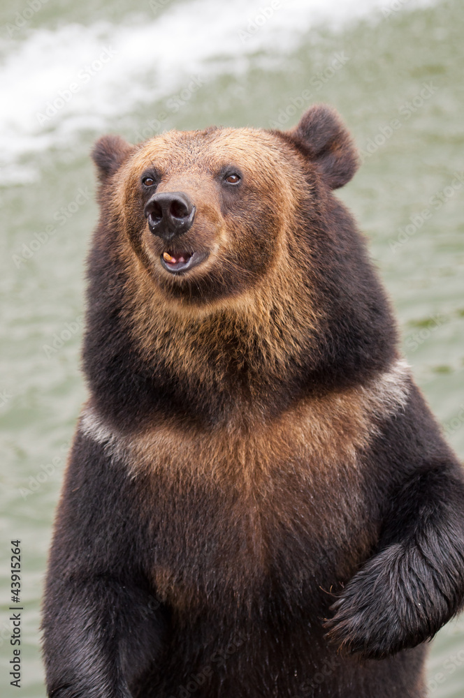 Fototapeta premium brown bear