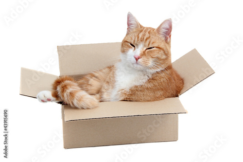 Fototapeta Naklejka Na Ścianę i Meble -  relaxing cute tomcat in box