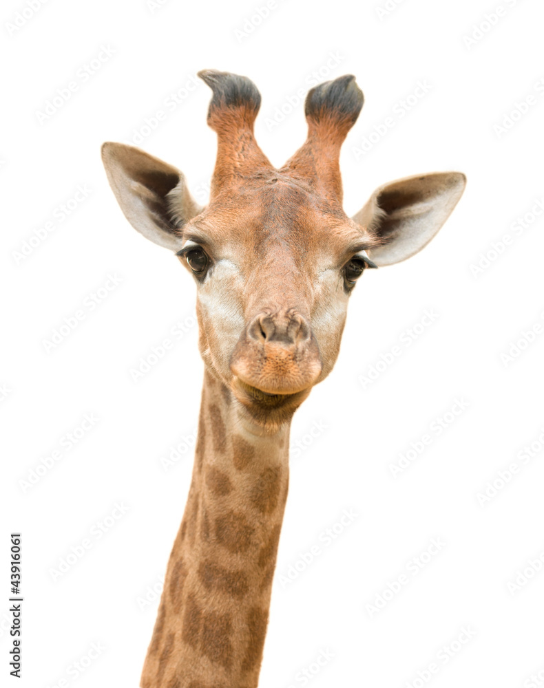 Obraz premium Żyrafa na białym tle
