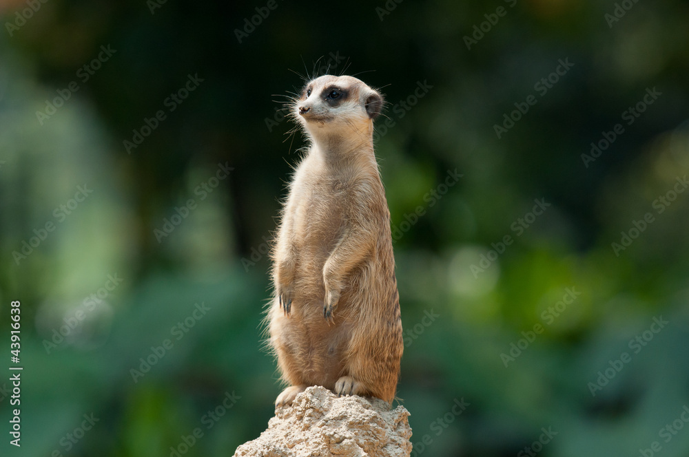 Fototapeta premium Meerkat
