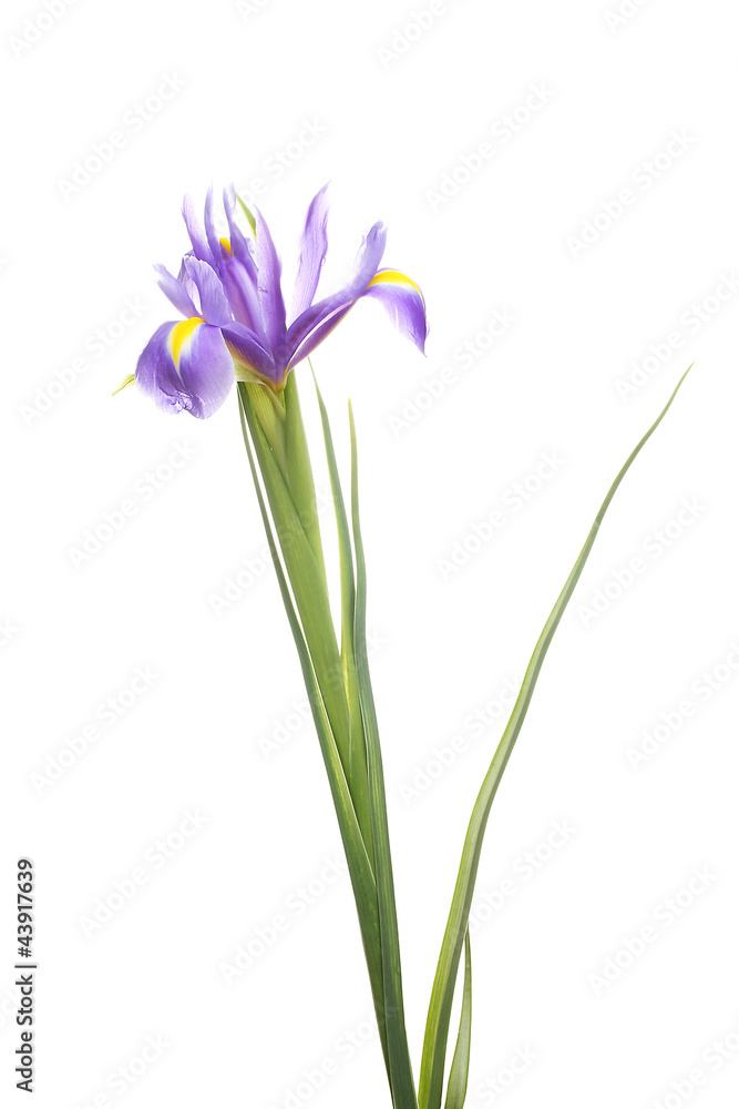 Beautiful iris isolated on white Beautiful iris isolated on white