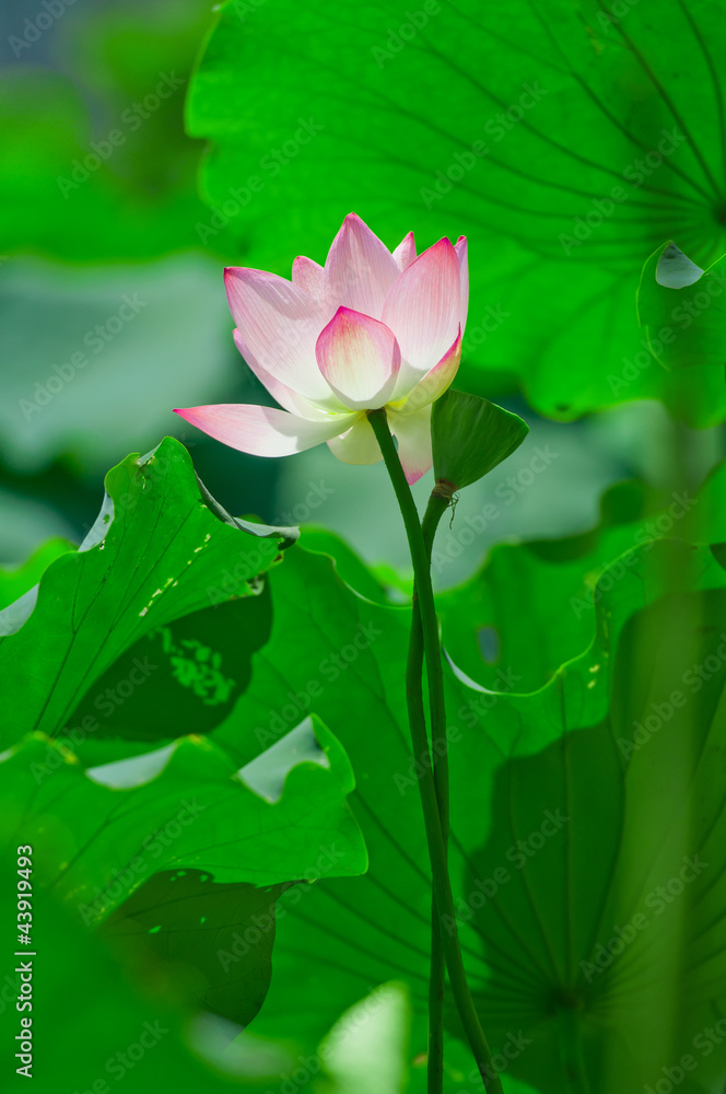 Obraz premium Isolated Lotus Flower