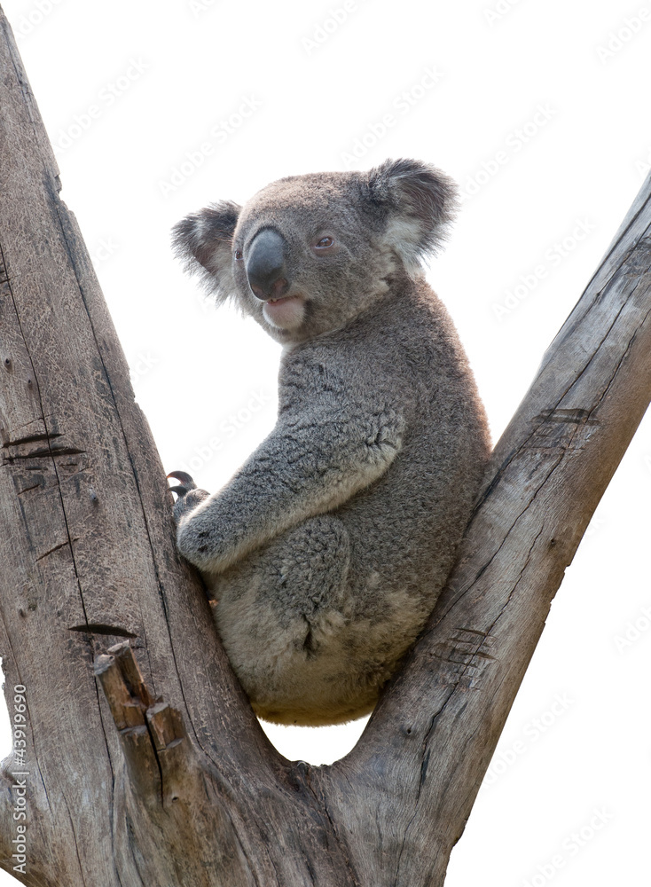 Fototapeta premium isolated koala