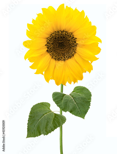 Sonnenblume