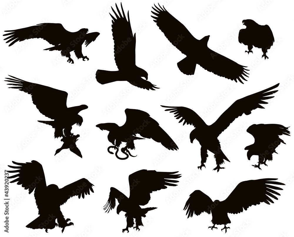 Fototapeta premium Hunting eagle detailedsilhouettes set. Vector