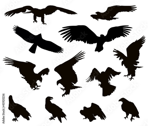Hunting eagle detailedsilhouettes set. Vector