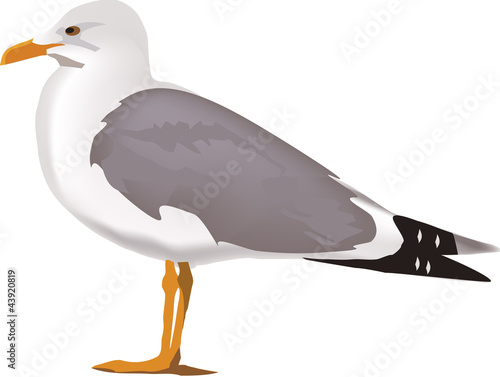 gabbiano