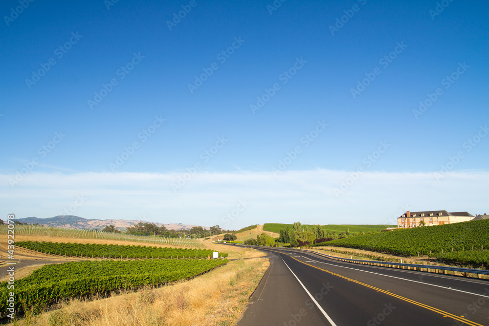 Fototapeta premium Vineyard landscape