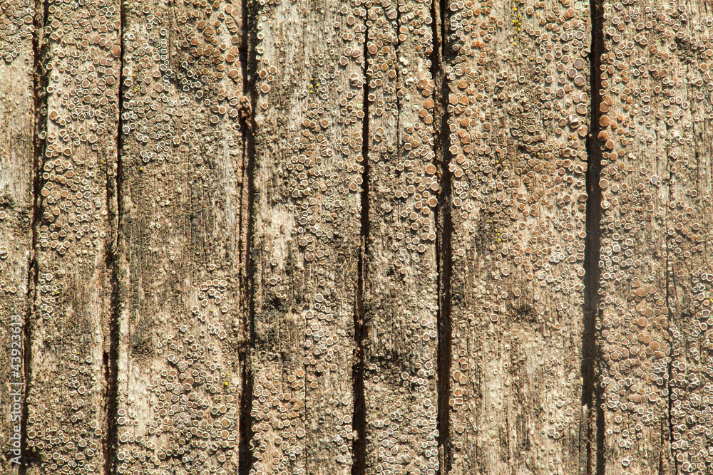 Obraz premium High Resolution Old Natural Wood Textures