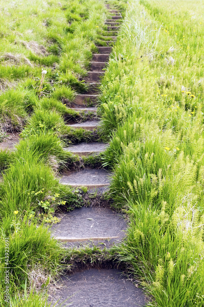 Fototapeta premium Kroki w trawie