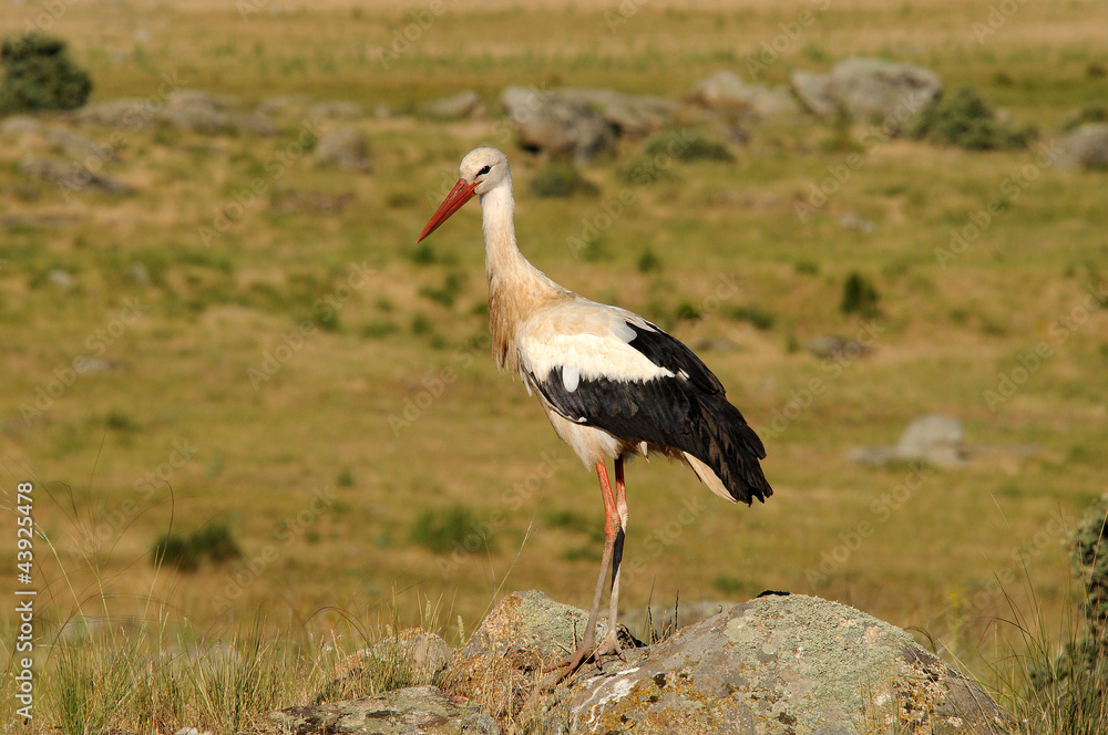 Fototapeta premium La cigüeña blanca en el campo
