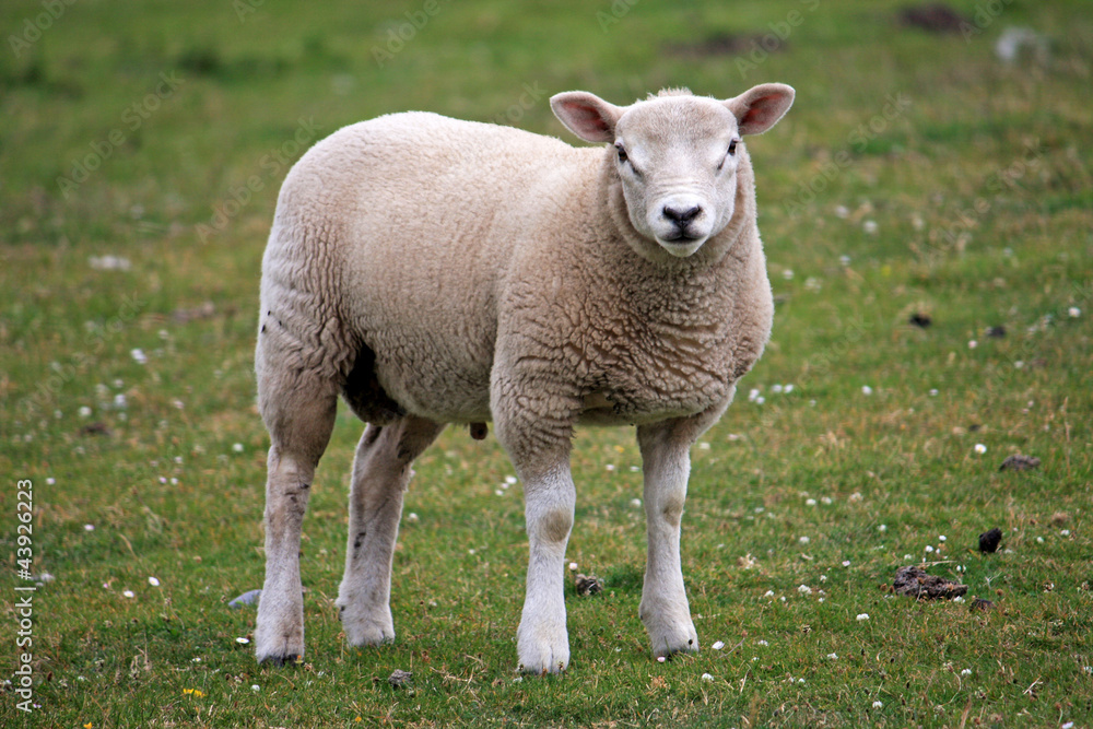 sheep sheep