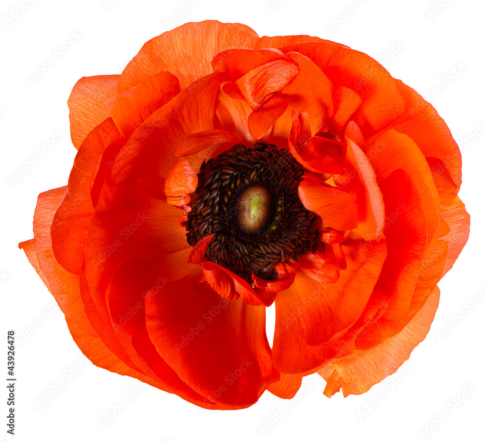 Naklejka premium beautiful red single flower head