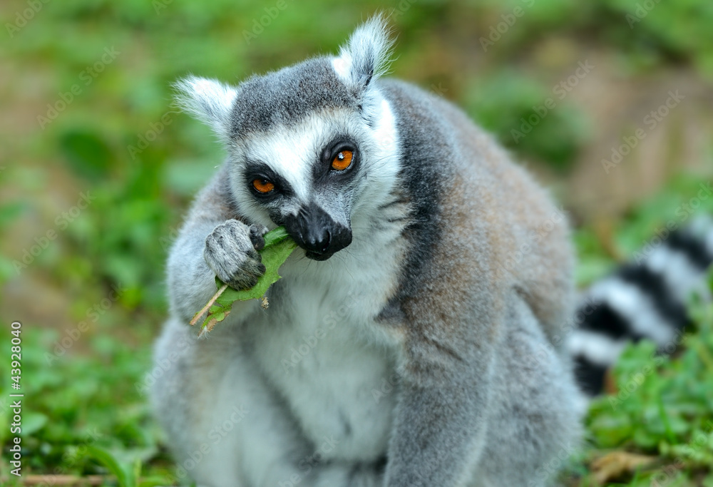 Fototapeta premium Lemur