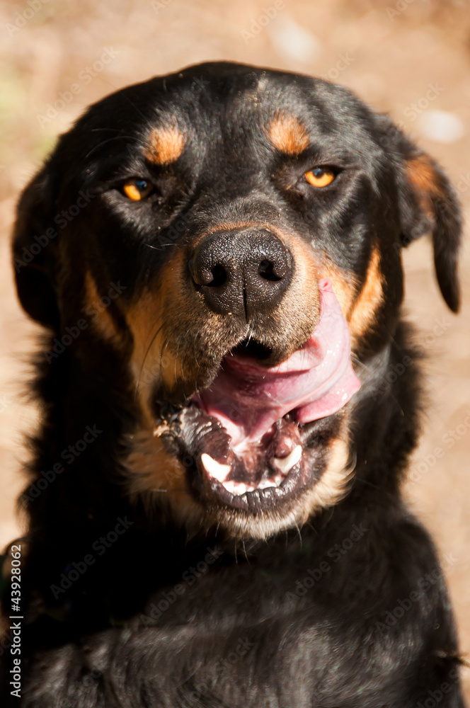 Farm dog licking lips after eating dog chow