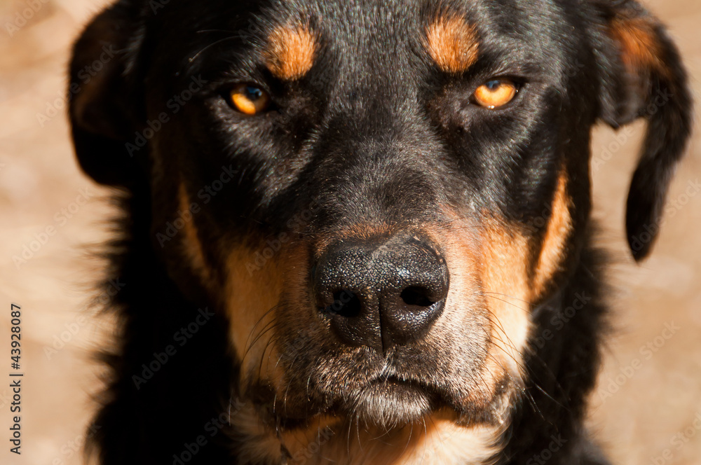 Cattle dog, Breed Huntaway, New Zealand Cattle dog, Breed Huntaway, New Zealand