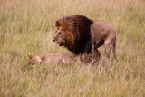 liebendes Löwenpaar