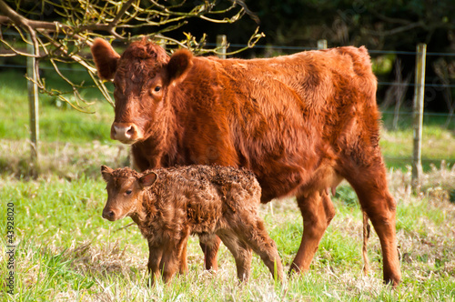 Cow and calf, Dexter Breed