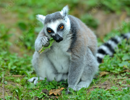 Lemur