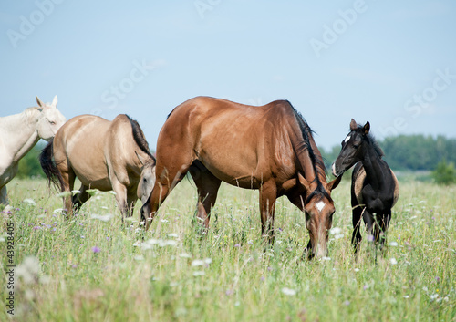 purebred horses herd