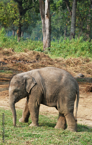 Baby elephant in Chitwan national park  Nepal