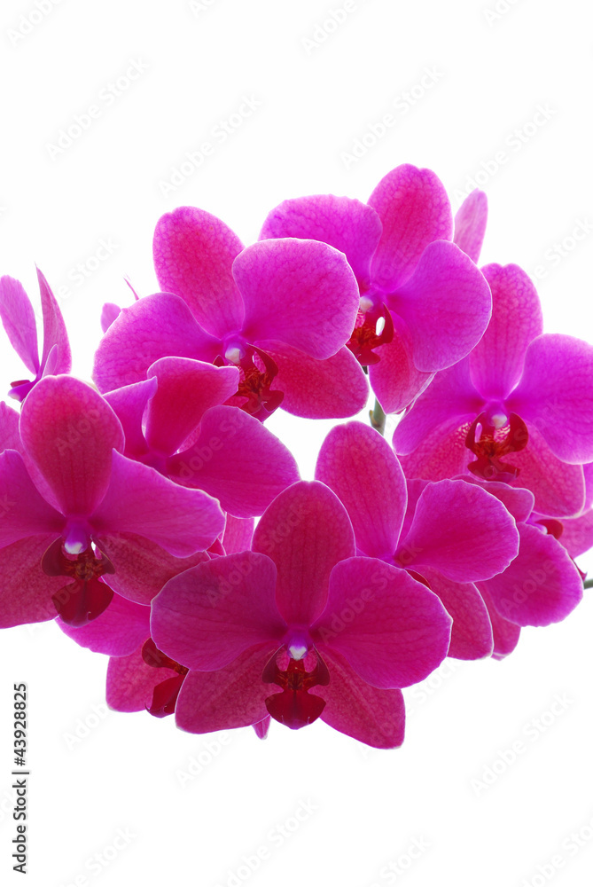 Orchid isolated on white background