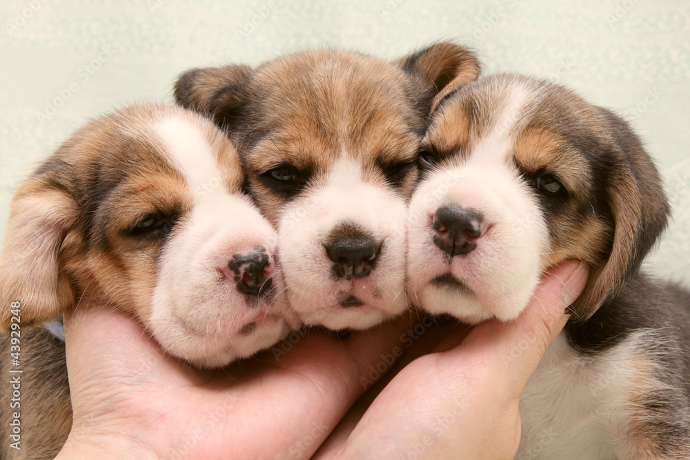 dogs puppies beagle dogs puppies beagle