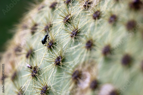 Scarabée et Cactus © feuerpferd1111