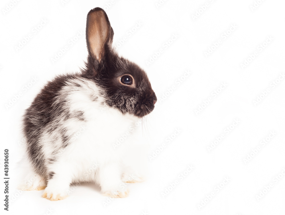 Obraz premium Rabbit isolated on a white background
