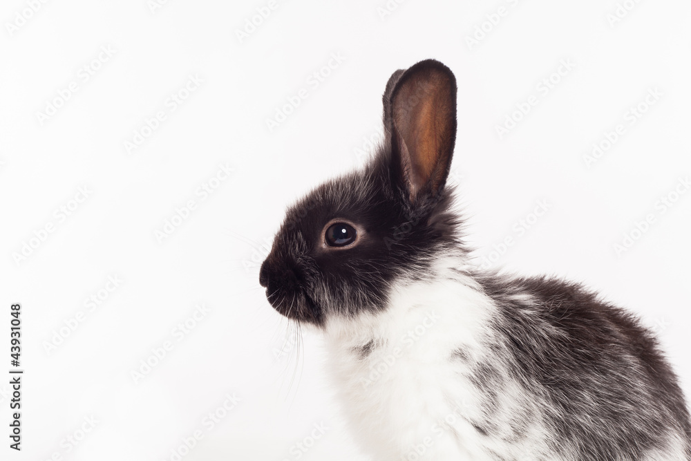 Rabbit isolated on a white background Rabbit isolated on a white background