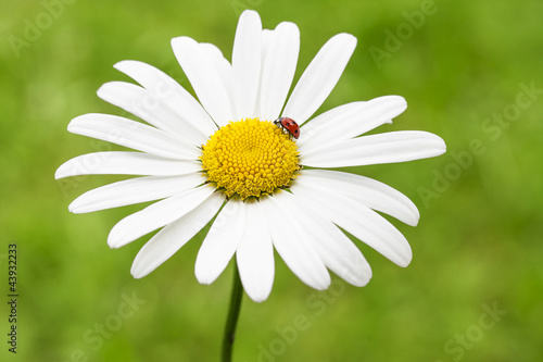 roter marienkäfer auf schöner margerite vor grünem hintergrund photo