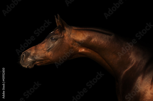 Arabian Horse  #43932650