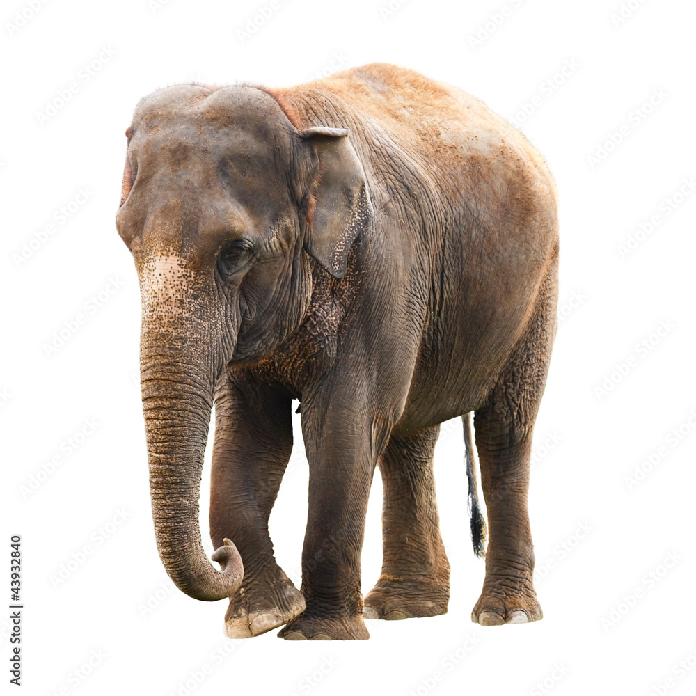 Elephant white background Stock Photo | Adobe Stock