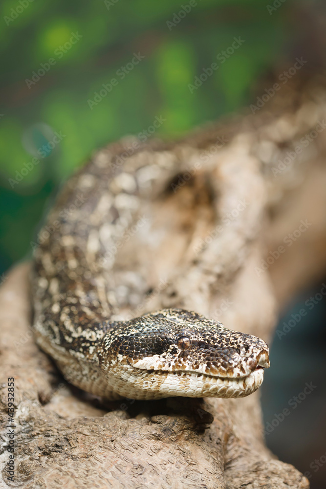 Snake with copyspace Snake with copyspace