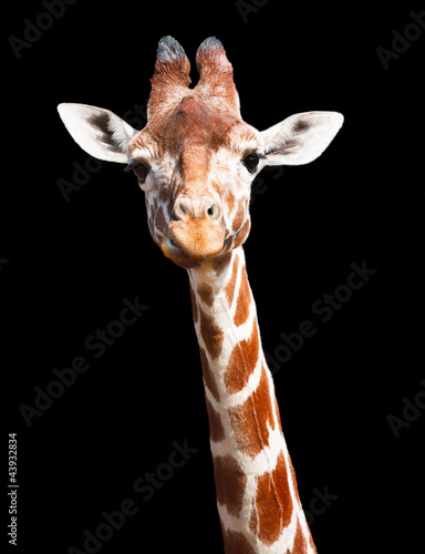 Photography Giraffe black background