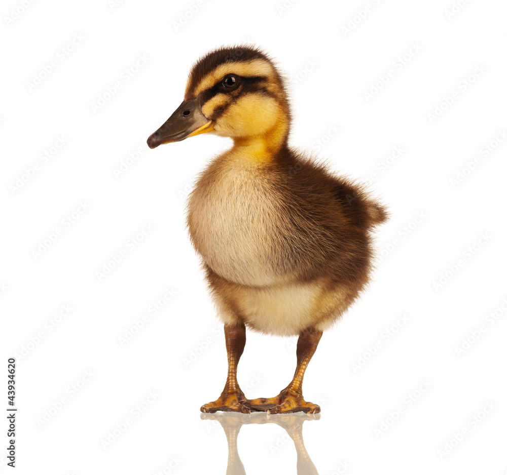 Domestic duckling Domestic duckling
