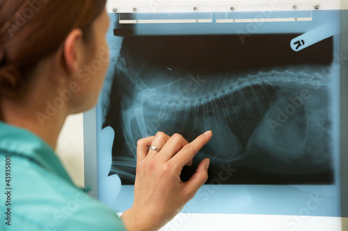 Female Veterinary Surgeon Examining X Ray In Surgery