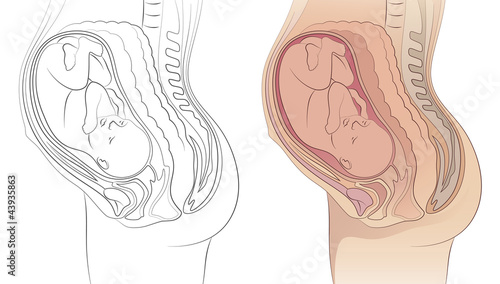 Pregnancy