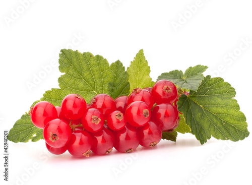 Red currants and green leaves still life