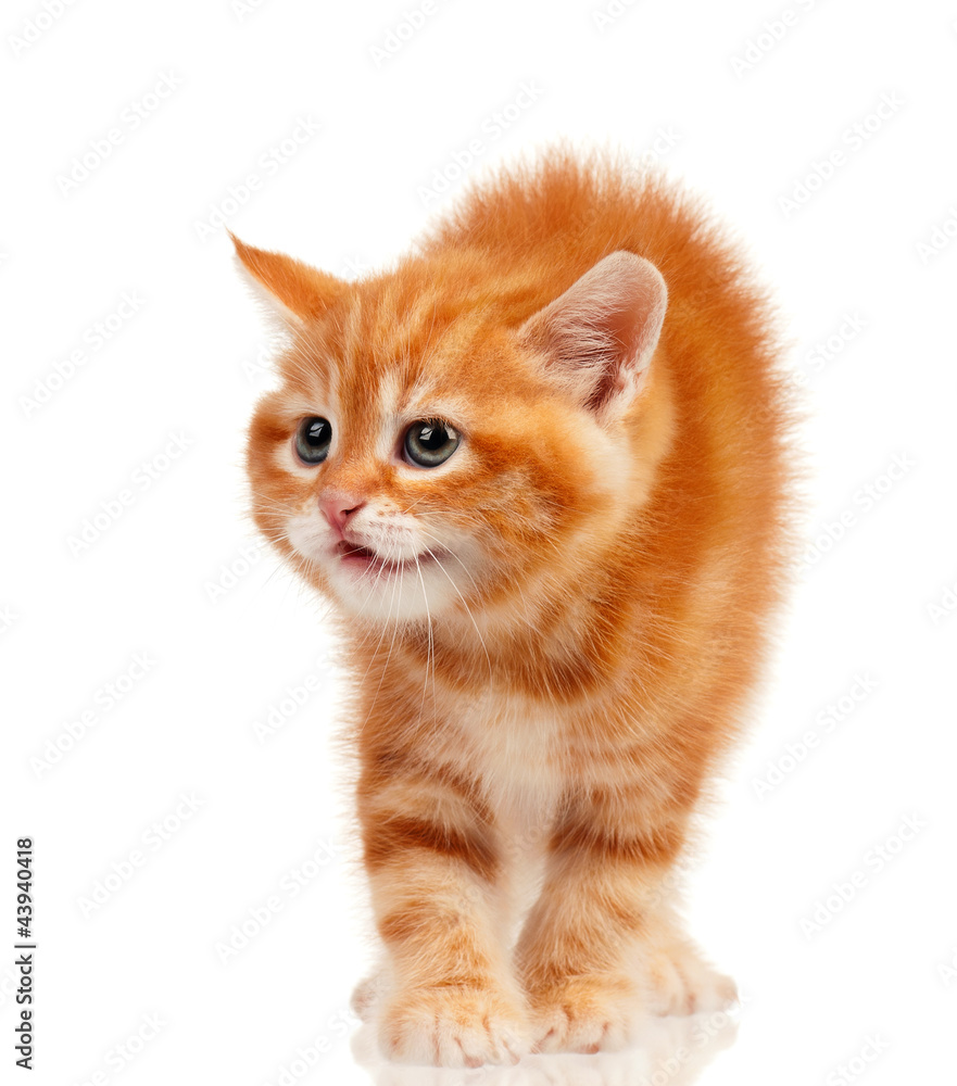 Fototapeta premium Red kitten