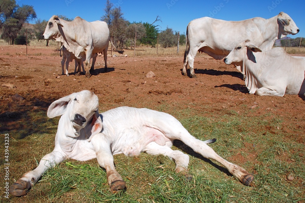 Obraz premium Afrikanische Rinder einer Farm in Namibia